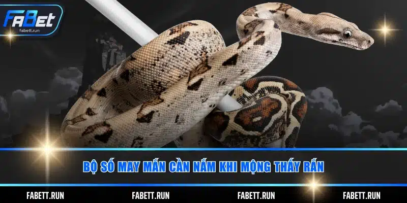 Bộ số may mắn cần nắm khi mộng thấy rắn