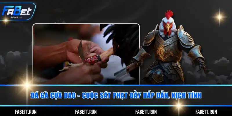 Đá gà cựa dao