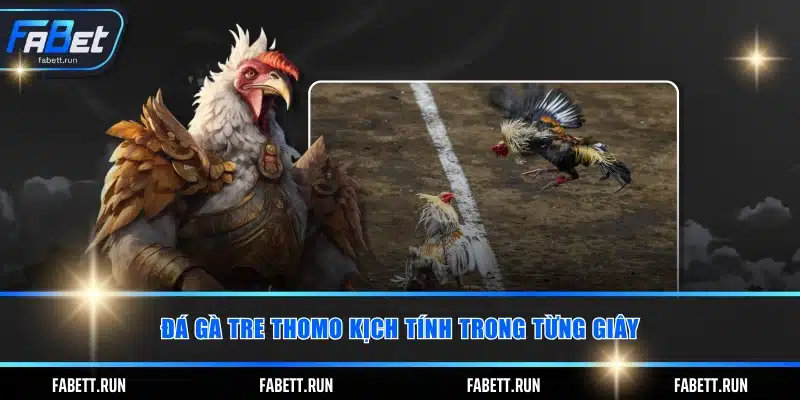 Đá gà tre thomo kịch tính trong từng giây
