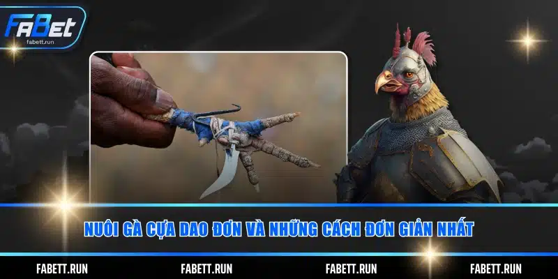 Nuôi gà cựa dao đơn và những cách đơn giản nhất